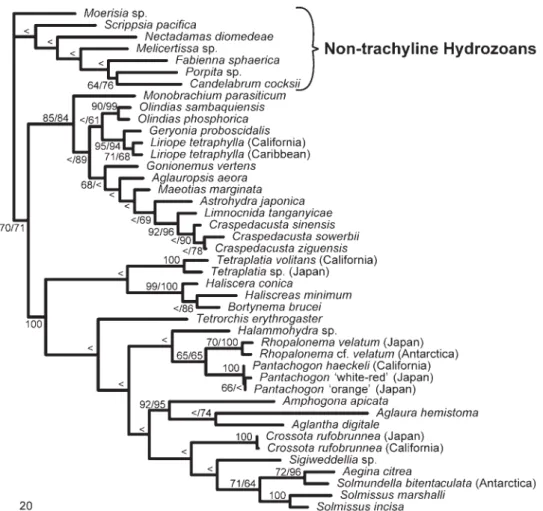 Figure 5 presents one of 20 MP trees based on our 16S data.