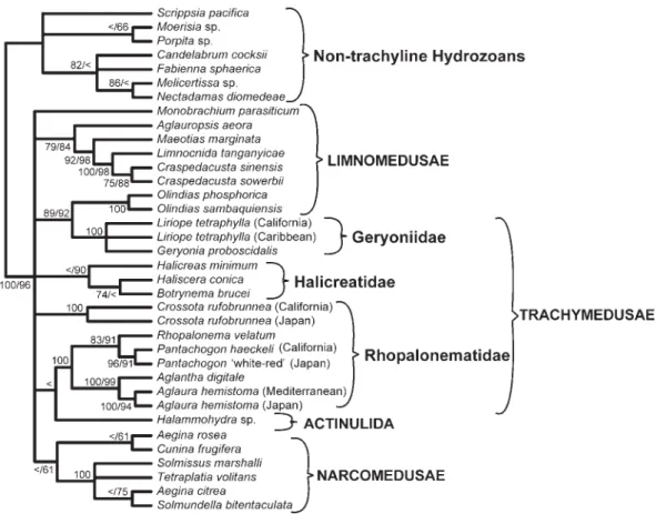 Fig. 6. Phylogenetic hypothesis based on SSU data (dataset 3). Strict consensus of the 21 most parsimonious trees, with bootstrap indices under both ML and MP at each node