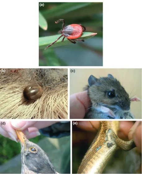 Fig. 1. Ixodes ricinus. (a) unfed adult female ª L. Gern, (b) engorged female on deer ª Anon, EUCALB, (c) larvae and nymphs on Apodemus spp