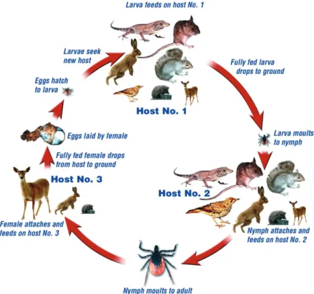 Fig. 2. Life cycle of Ixodes ricinus. Each stage takes approximately a year to complete