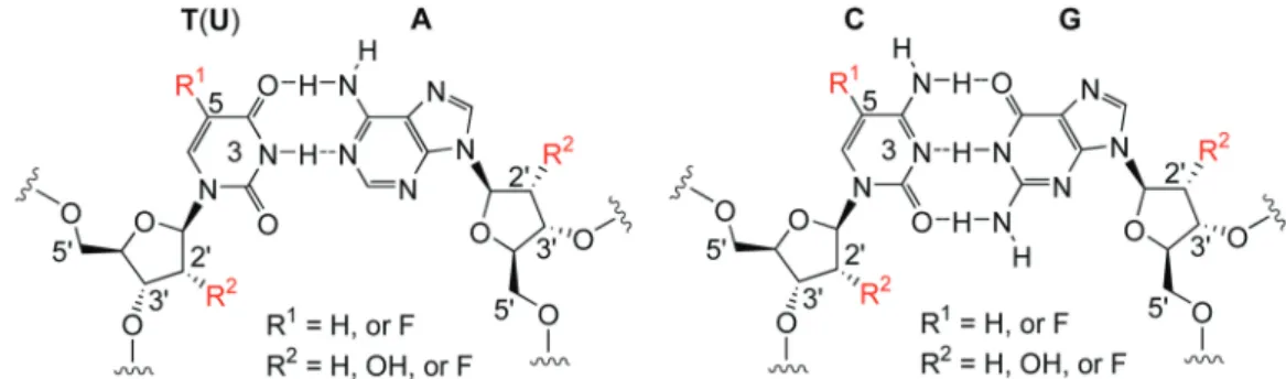 Figure 1. Chemical structure of Watson–Crick base pairs in DNA and RNA with potential positions for non-invasive ﬂuoro labeling as indicated.