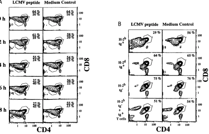 Fig. 1. Peptide antigen-induced apoptosis in thymocyte cultures. (A) Thymocytes from TCR transgenic mice (H-2 b ) were cultured for the indicated time in the presence (left) or absence (right) of the LCMV peptide (GP aa33 - 42) and subsequently analyzed fo