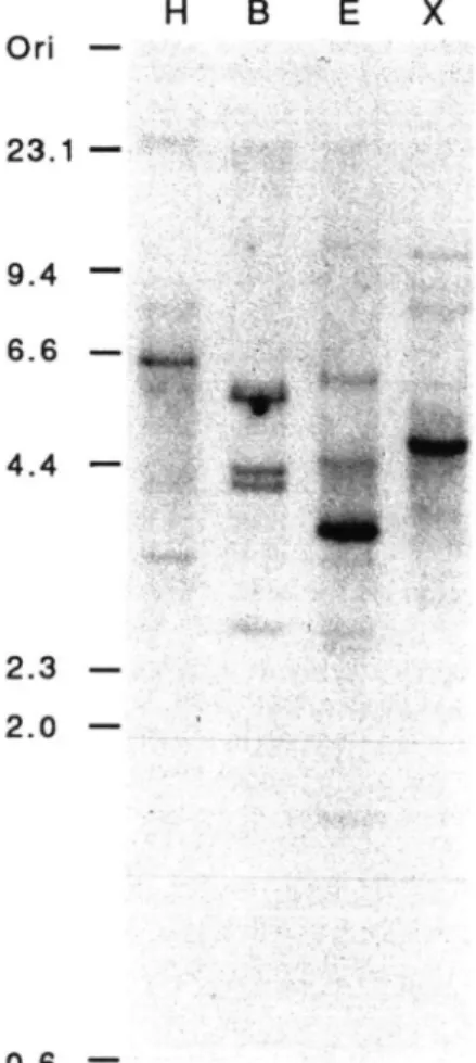 Fig. 2 Southern blot analysis. High molecular weight tomato DNA was digested with the restriction enzymes Hind III (lane H), BamH I (lane B), EcoR I (lane E) and Xba I (lane X) and subjected to Southern blot analysis using the 33 kDa protein cDNA as radiol