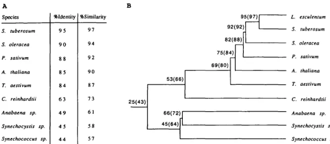 Fig. 4 Comparison of the mature 33 kDa protein from different plants and the mature Mn-stabilizing peptides from cyanobacteria.