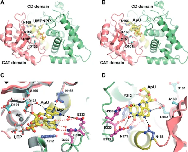 Figure 1. Crystal structure of Cid1 in complex with its minimal pseudo-product. (A) Cartoon representation of D160A Cid1 bound to the non- non-hydrolyzable UMPNPP