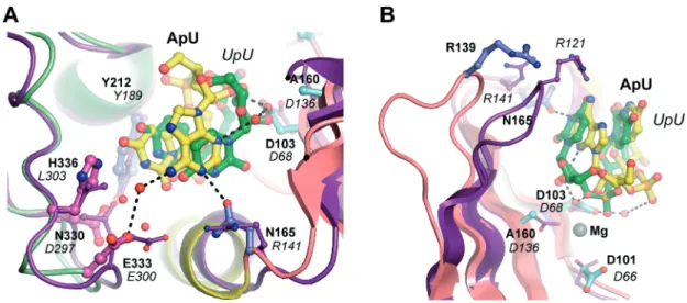 Figure 2. Structural comparison between the Cid1/ApU and the TbTUT4/UpU complex structures