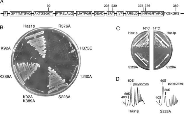 Figure 1. Mutational analysis of Has1p. (A) Boxes represent the conserved helicase motifs