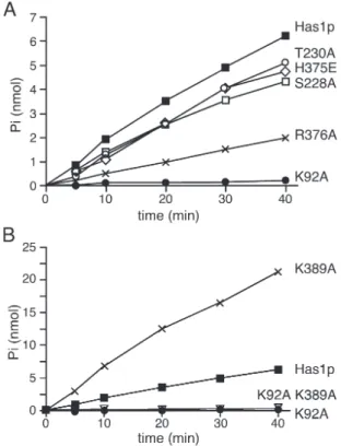 Figure 3. ATP hydrolysis by the wild-type Has1p and the mutants was mea- mea-sured over time