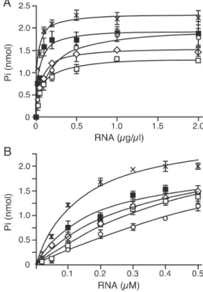 Figure 5. Unwinding of RNA/DNA duplexes by wild-type and Has1p mutants.