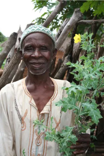Figure 1 Chief Tiemoko Bengaly holding Argemone mexicana, the plant his grandfather taught him to use as a treatment for malaria