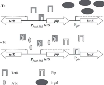 Figure 1. Model of the TetR/Pip OFF system. In the absence of tetra- tetra-cycline (Tc), TetR binds to its operators turning oﬀ pip transcription, and allowing lacZ expression