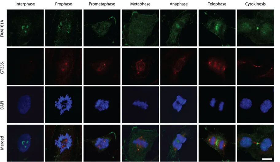 Figure 3.FAM161A localization during mitosis, in hTERT-RPE1 cells. Native FAM161A localization within the cell is indicated by green ﬂuorescence, while GT335 (red) stains the centrosome and mitotic spindle microtubules