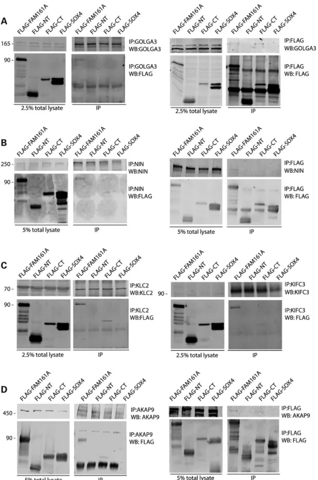 Figure 4. Co-immunoprecipitation of portions of FAM161A and endogenous interactors. Every panel shows the expression of the native protein (top left) and of different FAM161A Flag-tagged constructs (bottom left) in HEK293T cells, as well as the presence of