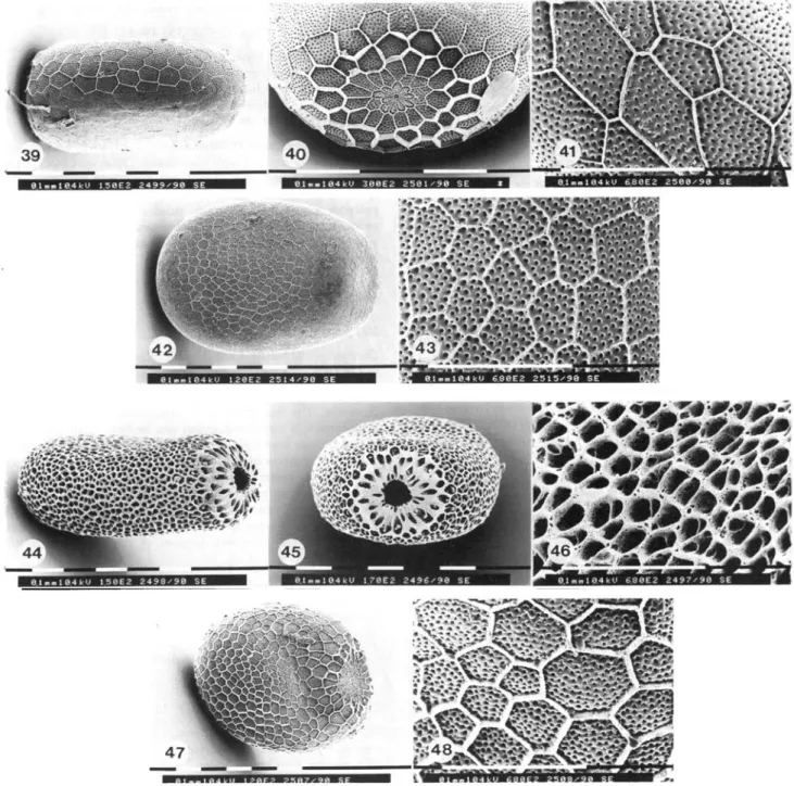 Figs 39-48, tenthrediniformis-group: egg structure. Figs 39-41, Chamaespheaa tenthrediniformis: 39, overall view; 40, rosette; 41, enlarged view of the chorion