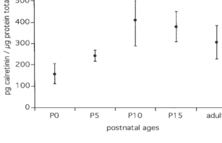 Figure 10. Quantitative analysis of CR content (pg/µg protein total) in the entire rat cortex during postnatal development.