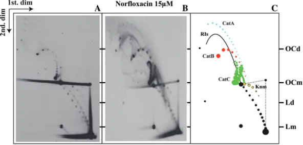 Figure 1. Cartoon representing diﬀerent forms of catenanes after pro- pro-jection on a plane