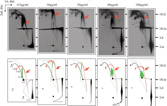 Figure 4. In CatBs and CatCs interlinking and supercoiling compete with each other. Autoradiograms of 2D gels corresponding to pBR18 isolated from DH5aF 0 E