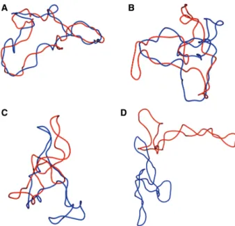 Figure 6. Structure of DNA catenanes with decreasing catenation num- num-bers and expected levels of DNA supercoiling that DNA gyrase could introduce