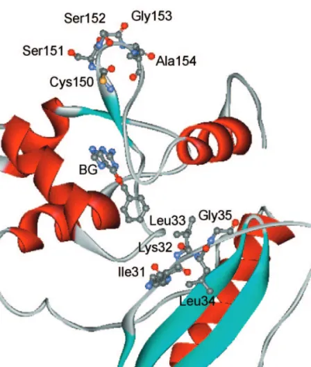 Fig. 4. Structure of wild-type AGT with BG docked into the active site. Highlighted are residues 31–35 and 150–154.