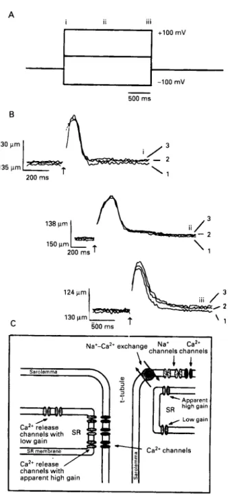 Figure  1  Voltage dependence  of  calcium  induced calcium  release  in  guinea  pig  heurt  muscle  cells