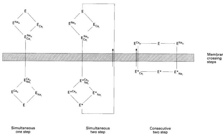Figure  5  Three  simplijied  diagrams of  exchanger models.  Leji:  simultaneous one step  model