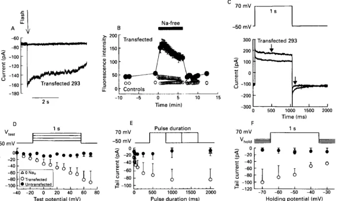 Figure  7  Transfected  human enrbtyonic  kidney  cells (293 cell  line) show full N d C a  exchanger function  in  fir11  length  transcript from  P9-4  probe