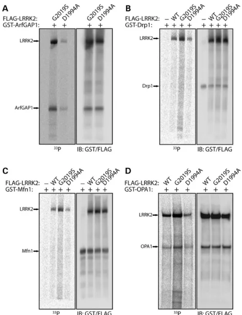 Figure 8. Recombinant OPA1 is phosphorylated by LRRK2 in vitro. In vitro kinase assays with [ 33 P]-g-ATP, recombinant soluble full-length FLAG-tagged LRRK2 variants (WT, G2019S or D1994A) and recombinant full-length GST-tagged ArfGAP1 (A), Drp1 (B), Mfn1 