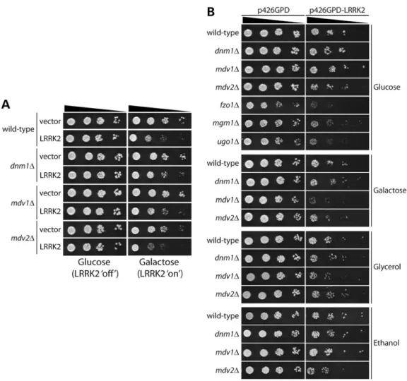 Figure 9. Mitochondrial dynamin GTPases are not required for LRRK2-induced toxicity in yeast