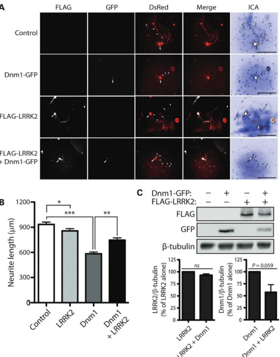 Figure 10. LRRK2 attenuates neurite shortening induced by Dnm1. (A) Primary cortical neurons were co-transfected with FLAG-tagged WT LRRK2, GFP-tagged Dnm1 and DsRed-Max constructs at a molar ratio of 10:10:1 at DIV 3 and fixed at DIV 7