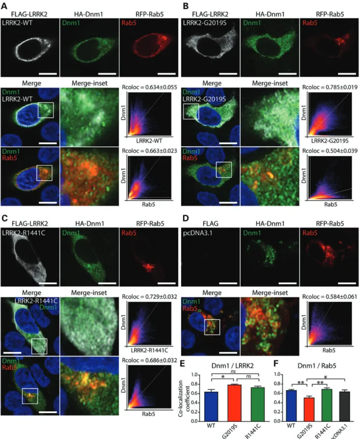 Figure 2. LRRK2 partially co-localizes with Dnm1 at early endosomes in neural cells. (A – C) Confocal fluorescence microscopy reveals the partial co-localization of FLAG-tagged human LRRK2 (WT, G2019S and R1441C) with HA-tagged human Dnm1 at RFP-Rab5-posit