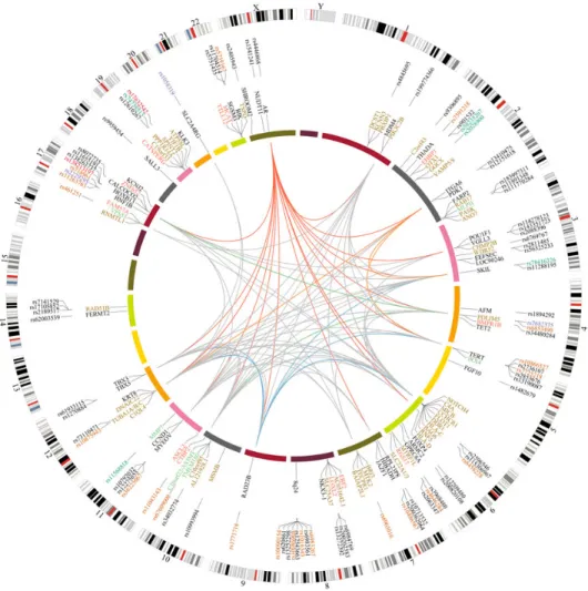 Figure 2. Circos plot overview of functional annotation and eQTL data for ﬁne-mapped PrCa risk loci generated using Circos (http://circos.ca/, 62)