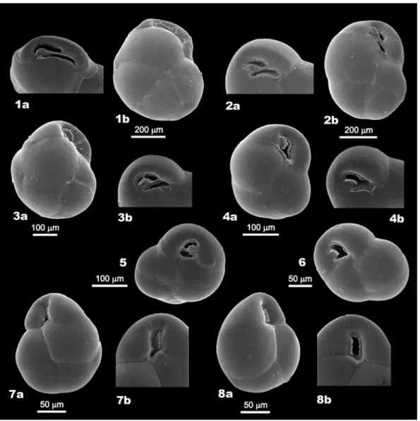 Table III. Morphological types in the population of Globocassidulina from in Admiralty Bay, based on living specimens from sites KG1 through KG24 (Table I, Fig