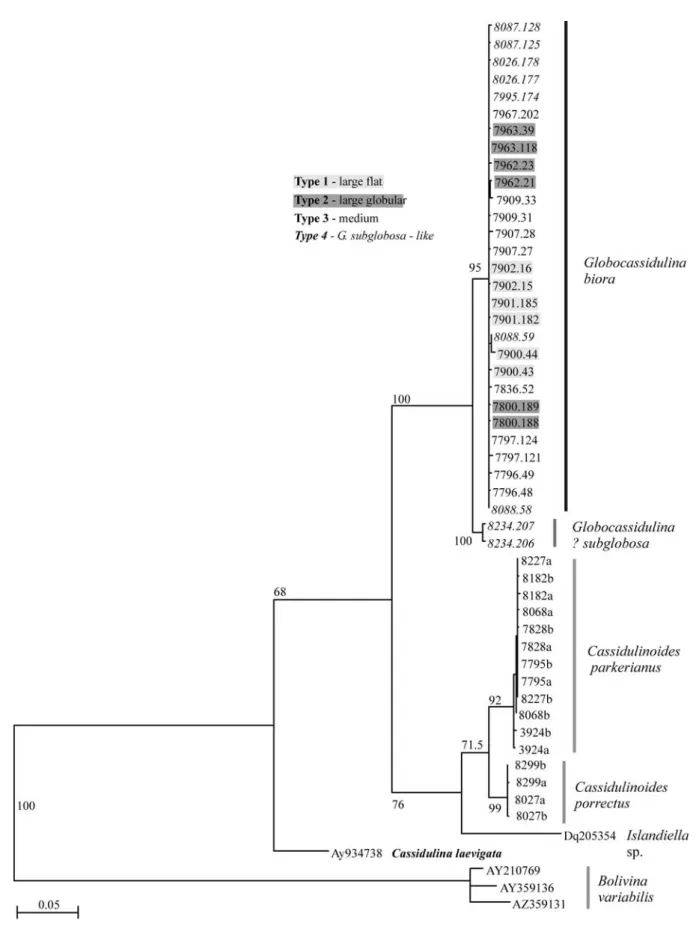 Fig. 5. SSU rDNA tree showing relations between selected Cassidulinidae from various high-latitude locations.