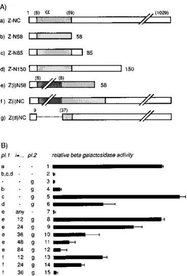 Figure 1. LacZ constructs and effects of their transient transfection in HeLa cells. (A) Constructs