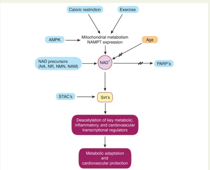 Figure 1 Specific and unspecific sirtuin activation. Caloric restriction, exercise, and increased activity of 5 ′ -adenosine monophosphate activated protein kinase drive mitochondrial metabolism and expression of nicotinamide phosphoribosyltransferase