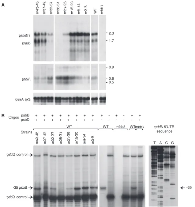 Figure 3. RNA analysis of the psbB 5’ UTR mutants. (A) RNA blot hybridization analysis of the psbB/T/H transcripts