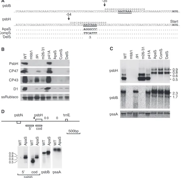 Figure 4. Mutational analysis of the conserved S-box in the psbH 5’ UTR. (A) Mutagenesis of the psbH 5’ UTR