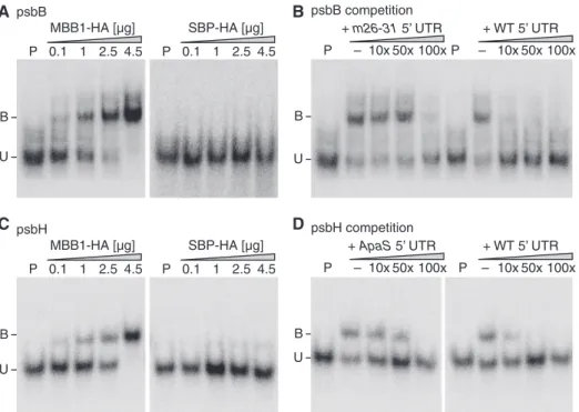Figure 5. Electrophoretic mobility shift assay with Mbb1-HA immunoprecipitates. (A) Binding of Mbb1-HA to the 5’ UTR of psbB