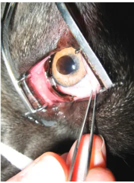 Figure 12     Distichiasis in a dog. Note that several distichiae may  emanate from one Meibomian gland opening