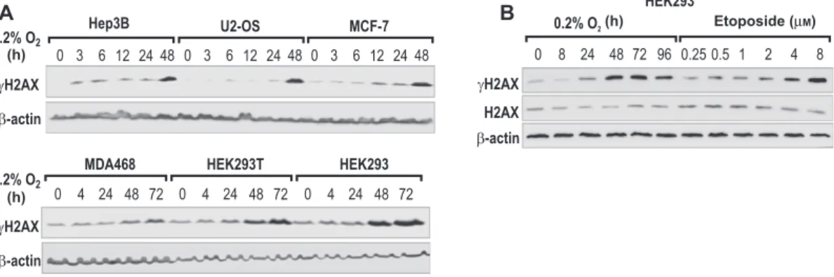 Figure 1    Phosphorylation of H2AX in chronic hypoxia. 