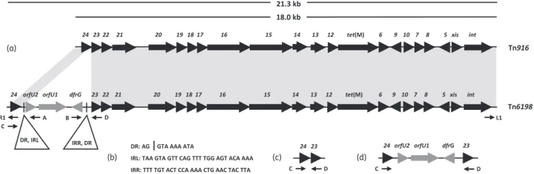 Figure 1. (a) Comparative schematic genetic organization of E. faecalis transposon Tn916 (GenBank accession no
