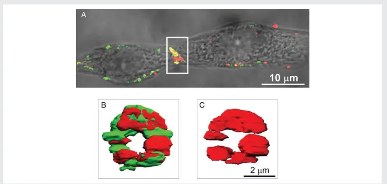 Figure 1 Engineered atrial cell pair. (A) Wide Field image of engineered murine atrial cell Cx43 1/1 pair overlaid with the immunofluorescence of N-Cadherin (green) and Cx40 (red)