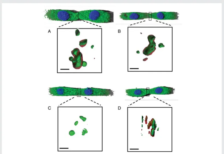 Figure 6 Changes in Cx43, Cx40, and Cx45 immunosignals in atrial gap junctions with germline Cx43 ablation