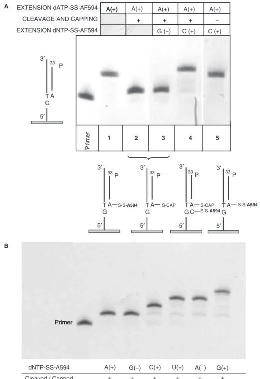 Figure 4. Evaluation of dNTP(AP 3 )-SS-AF594 as transient terminators. Autoradiogram of 12% polyacrylamide gels after overnight exposition.
