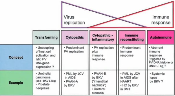 Figure 1. Patterns of polyomavirus (PV) pathology during virus replication and immune response