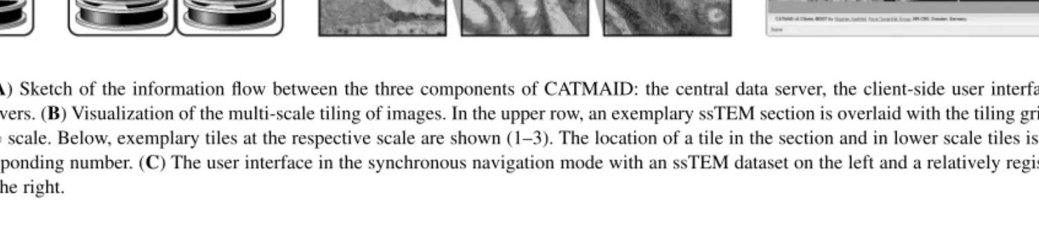 Fig. 1. (A) Sketch of the information flow between the three components of CATMAID: the central data server, the client-side user interface and several image servers