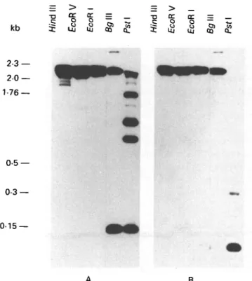 Fig. 3. Sequence analysis of the inserts in AI 2  and AI 17 . (A) Deduced amino acid sequence from the AI 2  cDNA sequence