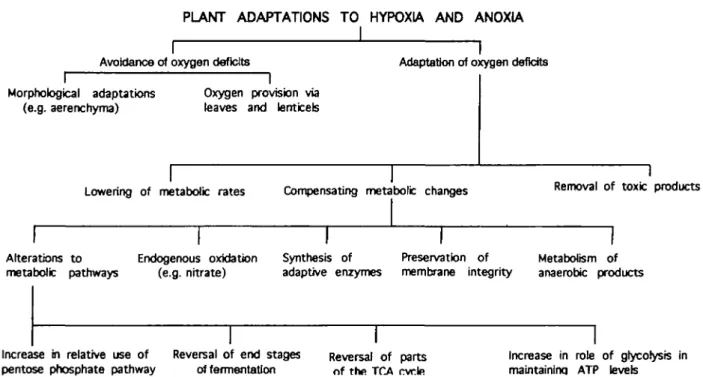 Fig. 4. Diagrammatic representation of the diversity of adaptations that can be observed in higher plants which can contribute to their tolerance of flooding.
