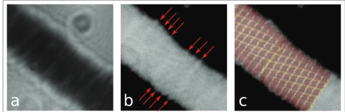 Figure 2: a High-magnification hologram of TMV recorded at 80eV. b Reconstruction of the shape  of TMV from a  the red arrows mark the presence of details arising from the helical structure of  TMV