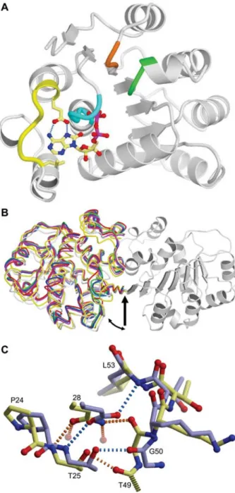 Figure 2 Salient features of the ThDEAD_Q28E structures.